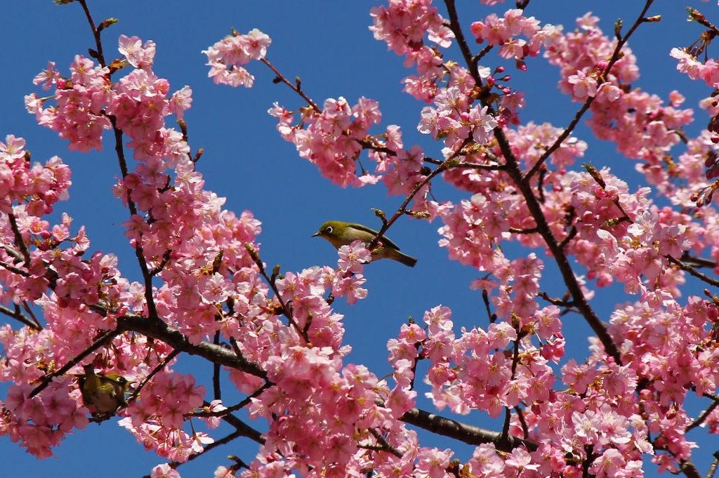 メジロと河津桜 2