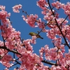 メジロと河津桜 2