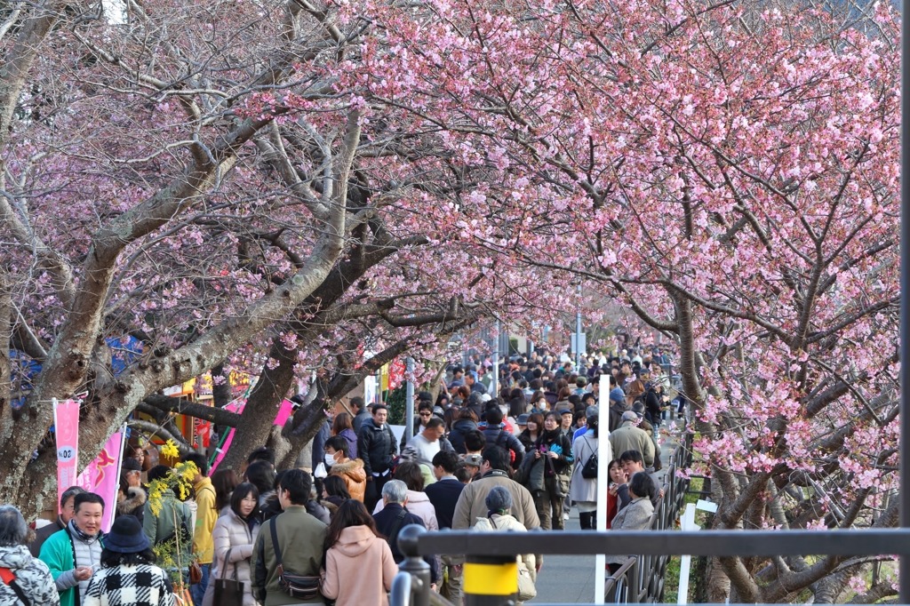 賑わう河津桜まつり