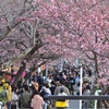 賑わう河津桜まつり