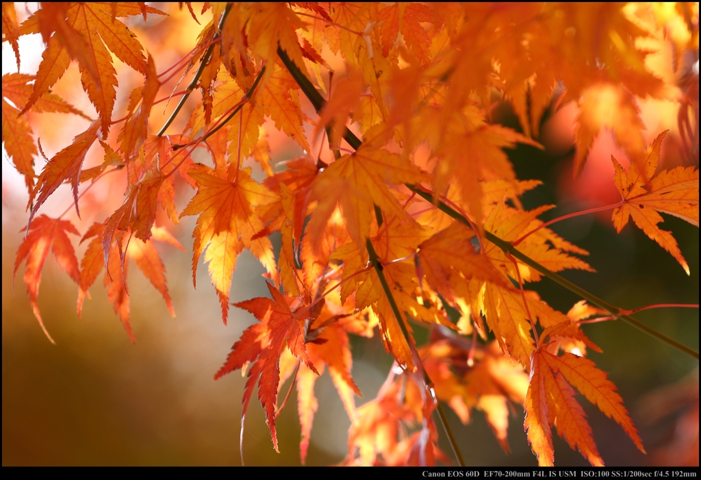 紅葉