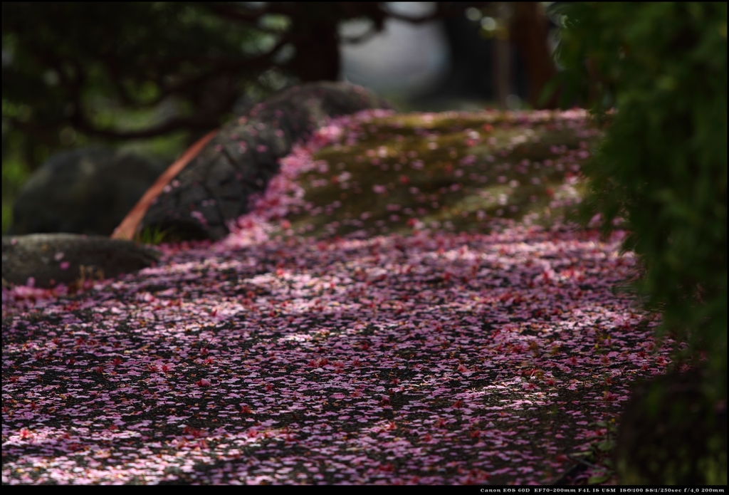 桜模様の絨毯