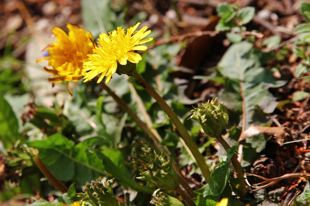 ニホンタンポポ
