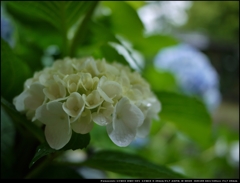 雨の中の紫陽花 ３