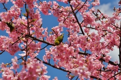 メジロと河津桜 3