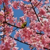 メジロと河津桜 3