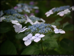 額紫陽花