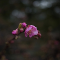 雨に濡れる河津桜
