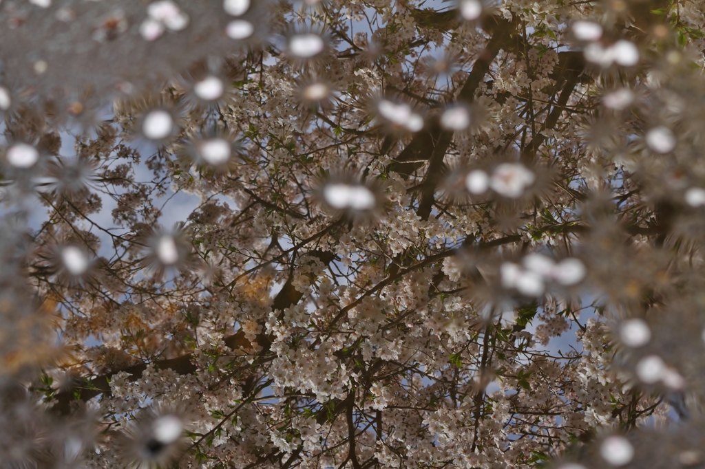 水たまりに映る桜