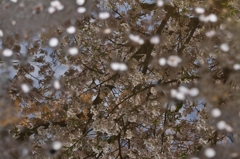 水たまりに映る桜