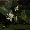 蓮華