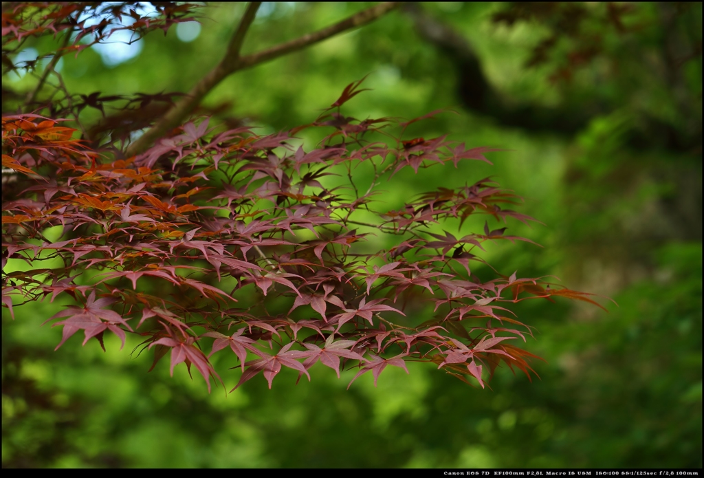 初夏の紅葉