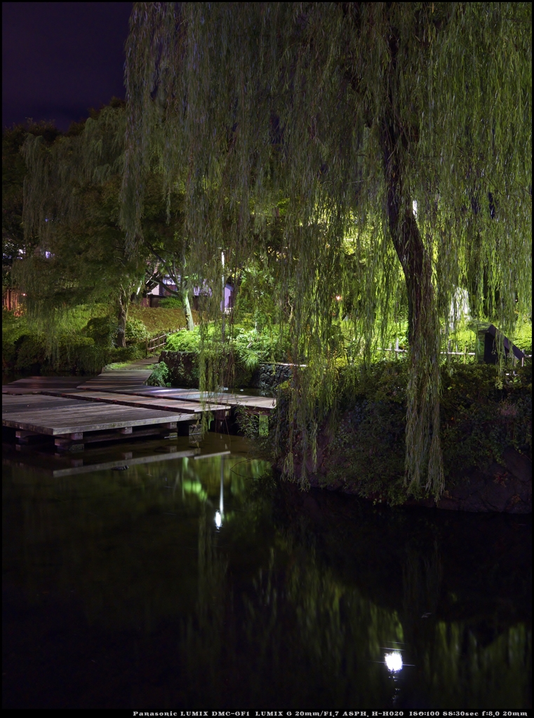 柳のある夜の公園にて