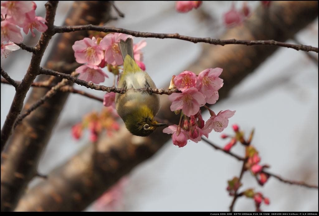 メジロと河津桜