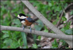 野鳥シリーズ ヤマガラ