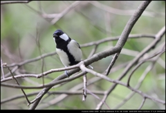 野鳥シリーズ シジュウカラ