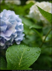 雨に濡れる紫陽花の葉