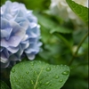 雨に濡れる紫陽花の葉