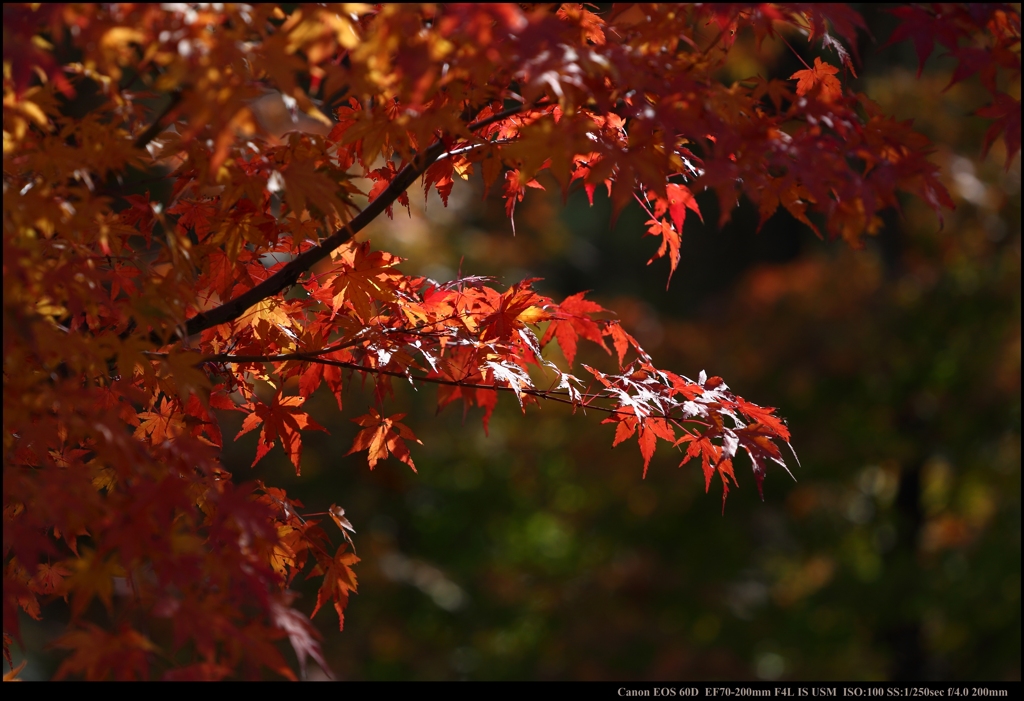 やっと色付く紅葉