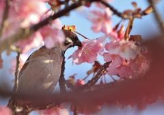 河津桜とスズメ