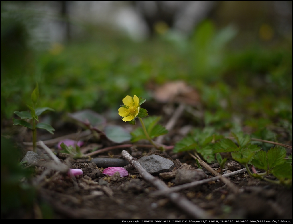 ヤブヘビイチゴの花