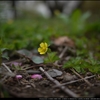 ヤブヘビイチゴの花