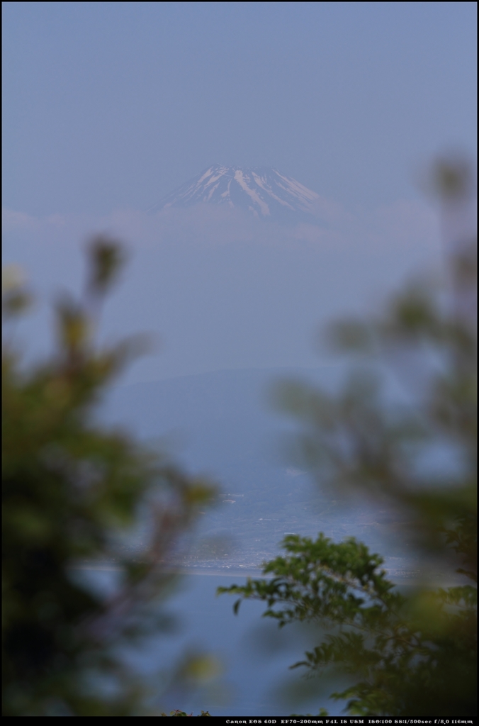 達磨山から富士を望む