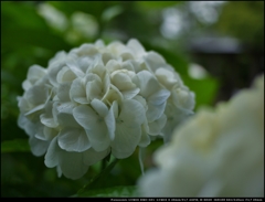 雨の中の紫陽花 ２