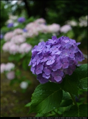 雨の中の紫陽花