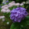 雨の中の紫陽花