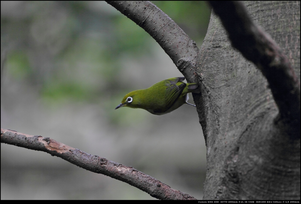 野鳥シリーズ メジロ