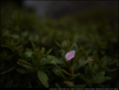 桜の花びら散るたびに