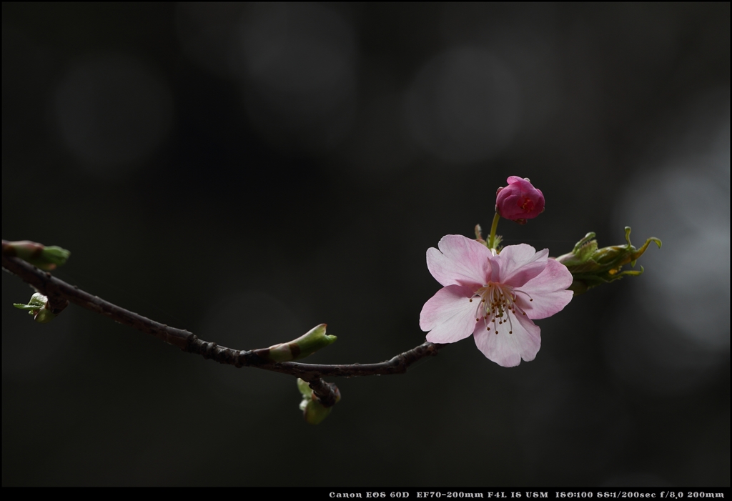 河津桜咲く　