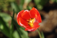 赤いチューリップ