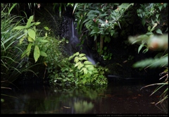 楽寿園の小さな滝