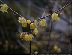 蝋梅の雫 Ⅱ