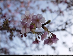河津桜