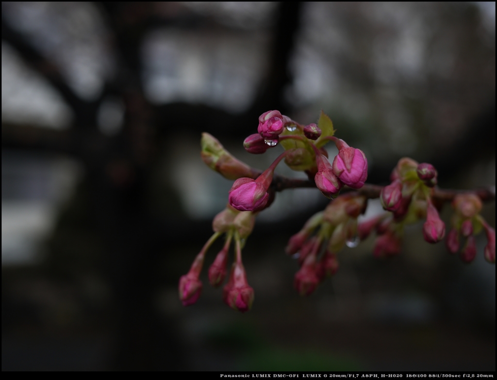 蕾と雫