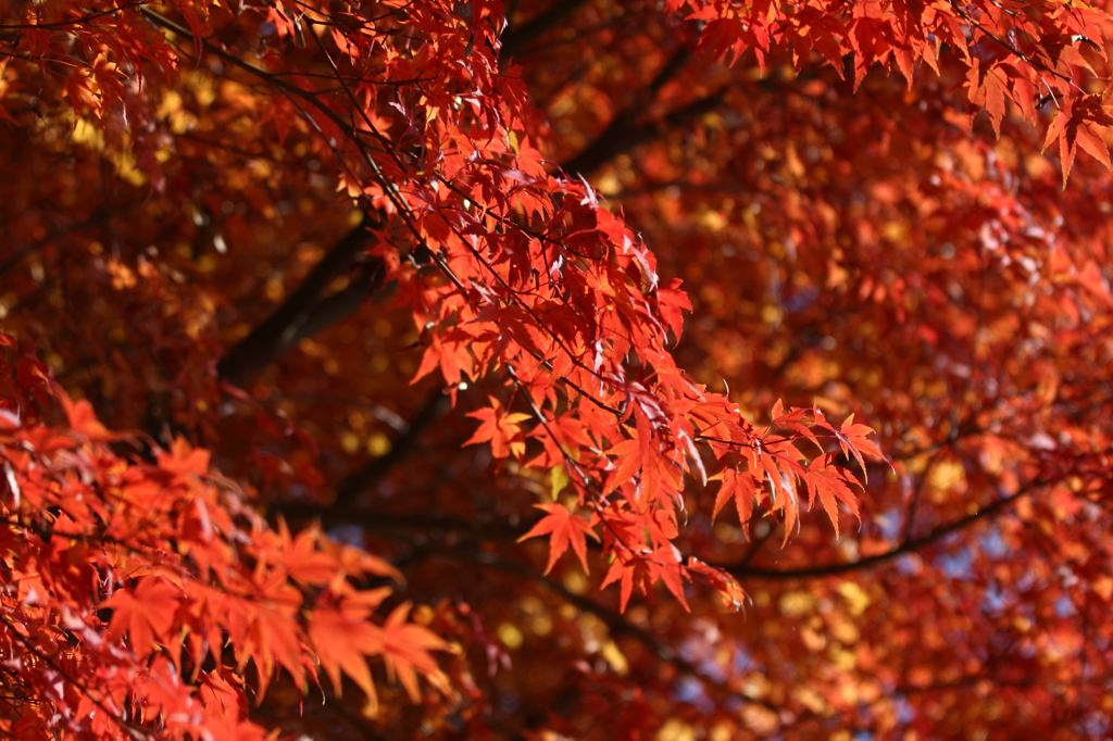 真っ赤に燃える紅葉