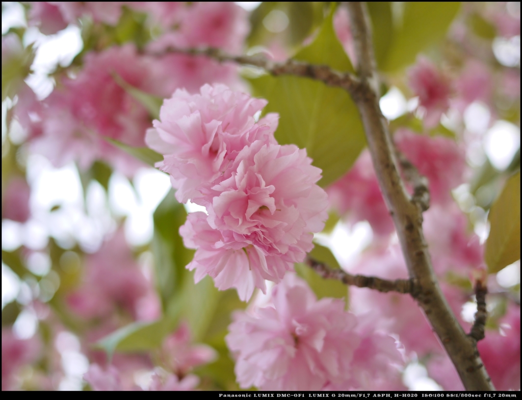 八重桜