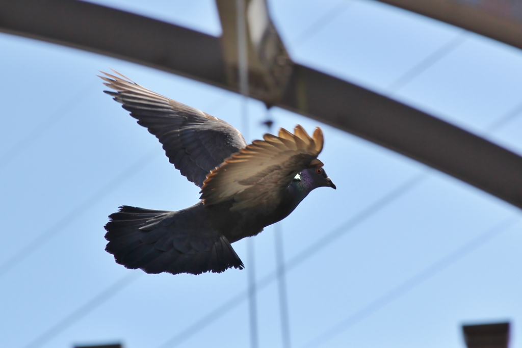 鳩の飛翔