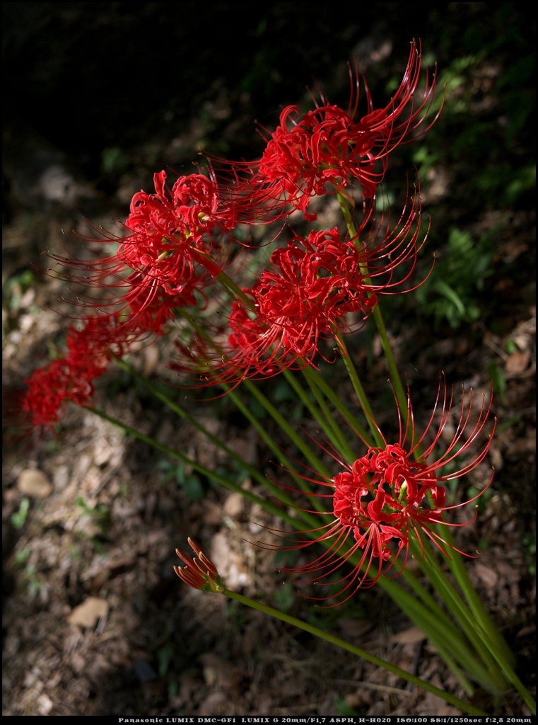 情熱の花束