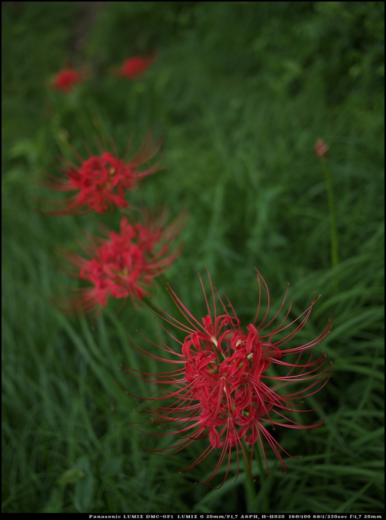 曼珠沙華