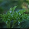 明日葉