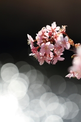 陽光を浴びる河津桜