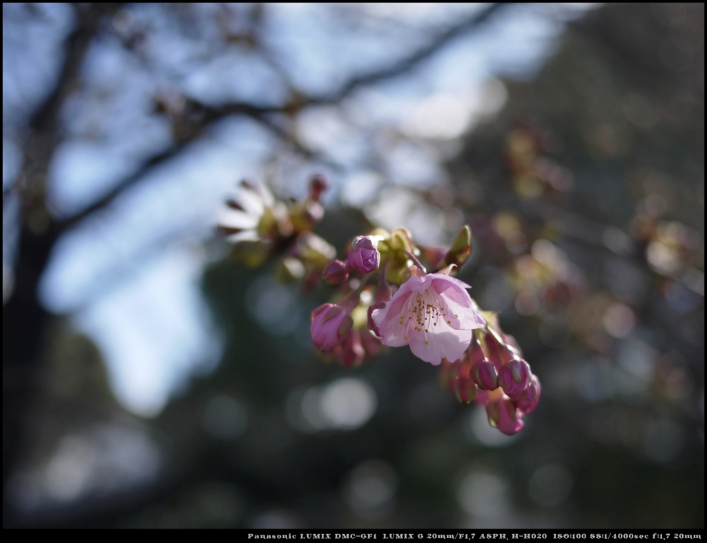 河津桜