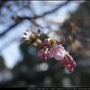 河津桜