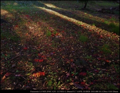 Sun Light of autumn