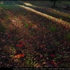 Sun Light of autumn