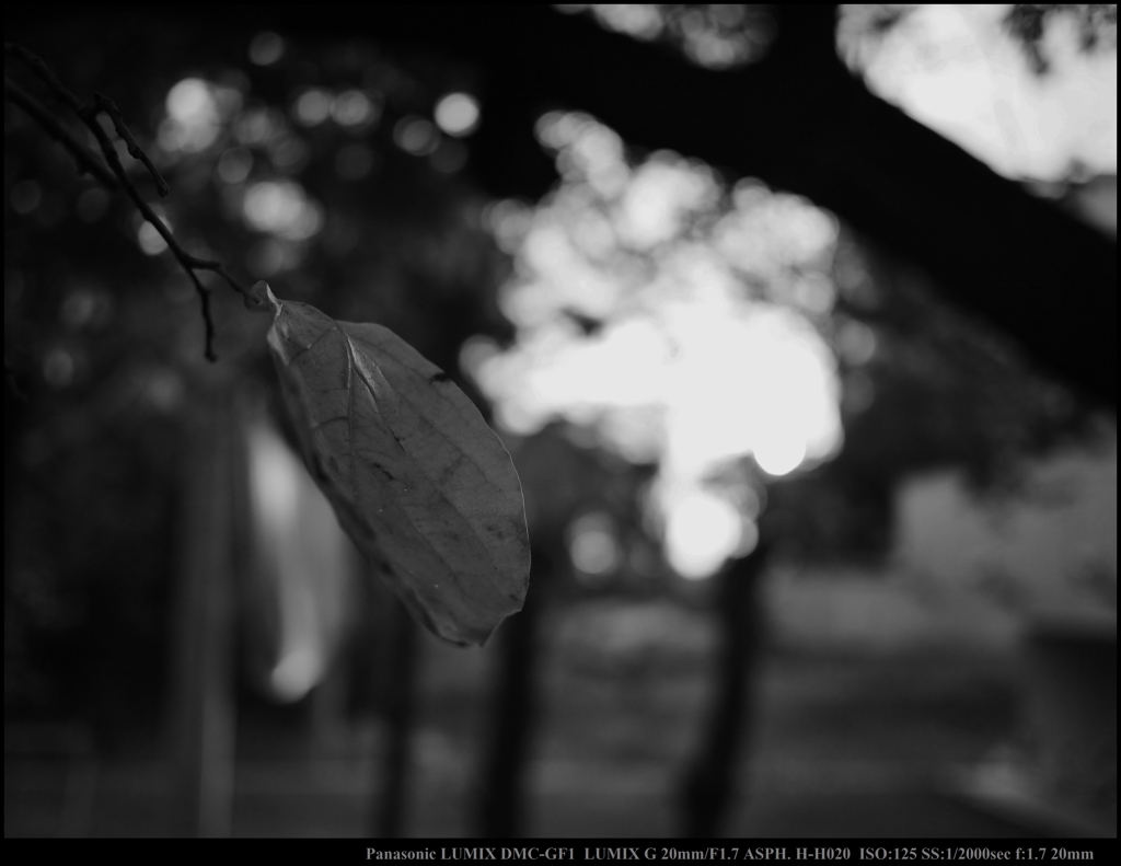 The Last Leaf